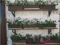 9795a225-Pelargonije u zaklonu.jpg